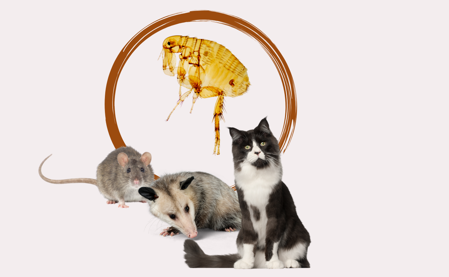 Santa Monica and Central Los Angeles are among the sites of recent and alarming typhus outbreaks